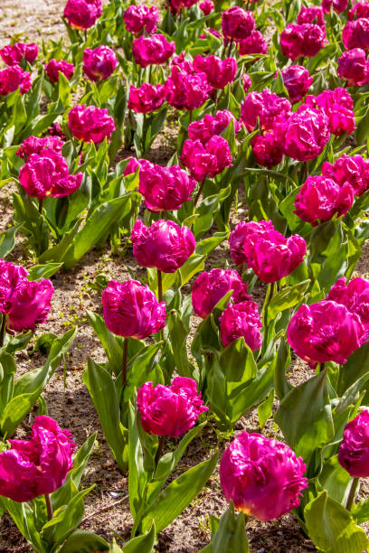 istock Prince Parrot Tulip Parterre 1309579911