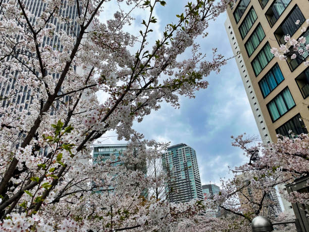 istock Cherry blossoms blooming between urban buildings in Tokyo 1309580176