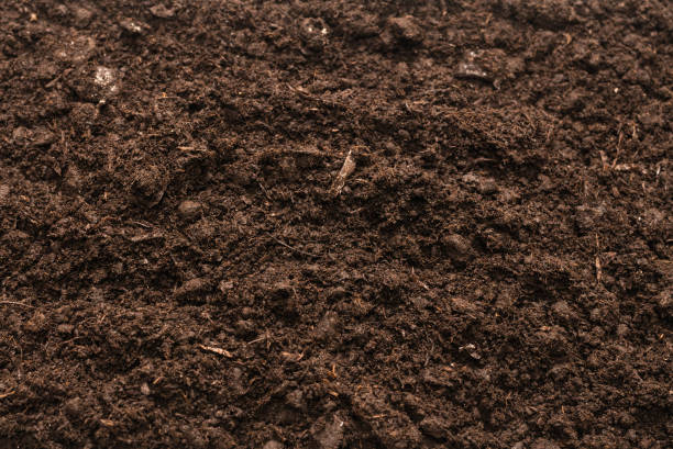 istock Black land for plant background. 1309581389