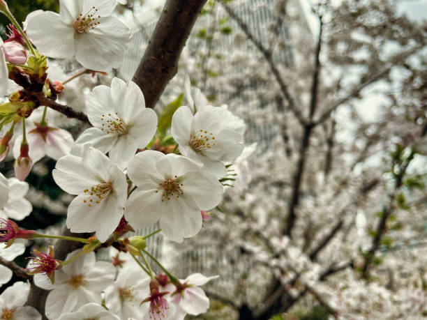 istock Close up cherry blossoms in Tokyo 1309581393