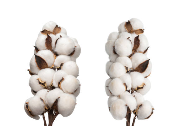 istock Cotton flower branch isolated on white background. 1309581451