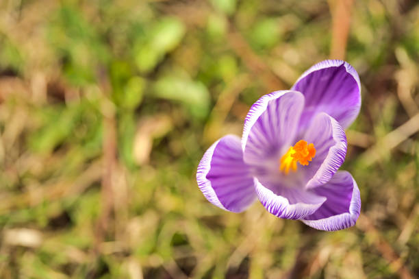 Crocus flower in the spring isolated on white