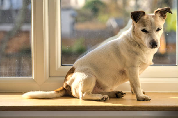 fermez-vous vers le haut de la vue du crabot mignon de terrier de jack russell se reposant sur le rebord de fenêtre et obtenant la lumière du soleil par la fenêtre - irish terrier terrier dog puppy photos et images de collection