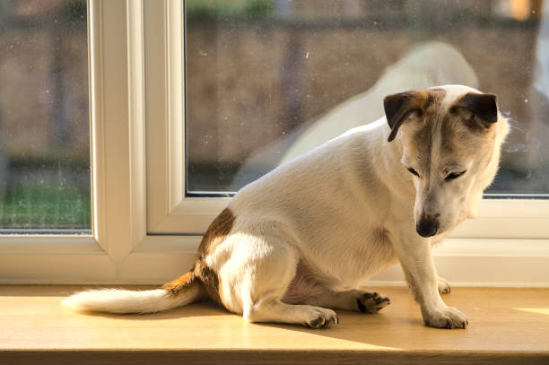 fermez-vous vers le haut de la vue du crabot mignon de terrier de jack russell se reposant sur le rebord de fenêtre et obtenant la lumière du soleil par la fenêtre - irish terrier terrier dog puppy photos et images de collection