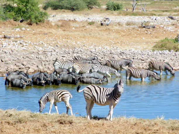 istock Zebra and Wildebeest at a Waterhole - Namibia 1309581695