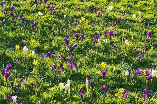 istock White and purple spring crocus and yellow daffodils flowers on green grass field background, Marlay Park, Dublin, Ireland 1309582611