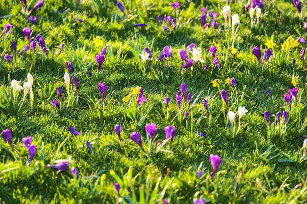 White and purple spring crocus and yellow daffodils flowers on green grass field background, Marlay Park, Dublin, Ireland
