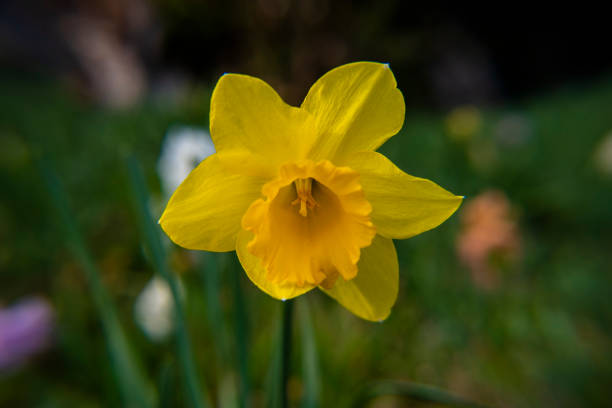 Daffodil against a dark green background, England, United Kingdom