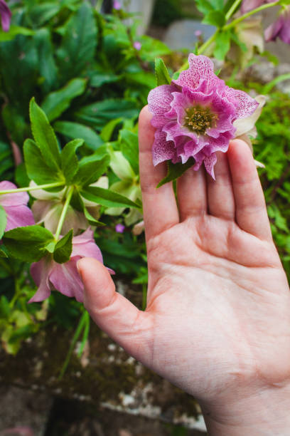 istock a woman's palm with a flower 1309583209