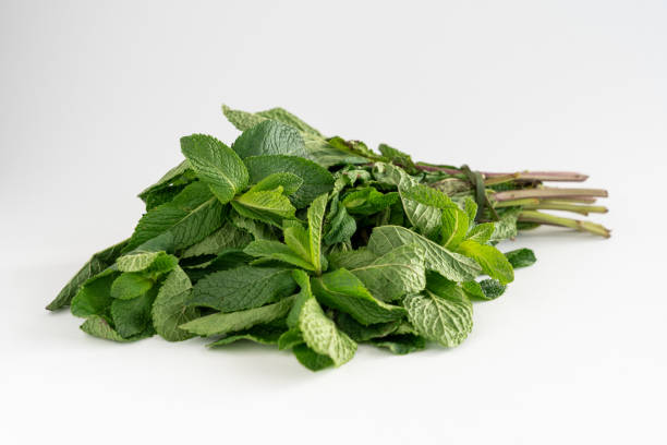 istock A bunch of fresh mint leaves on a white background with copy space 1309583227