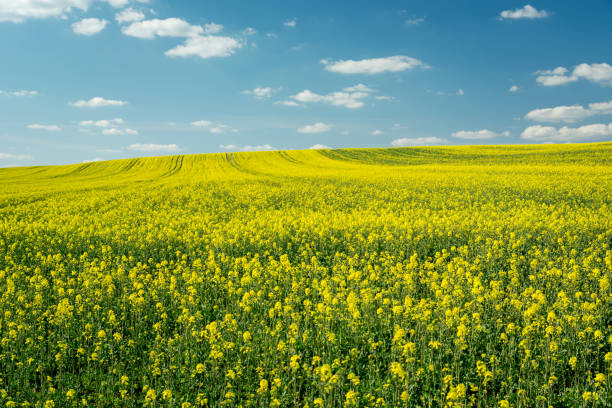 istock Huge yellow rape field to the horizon and blue sky 1309583924