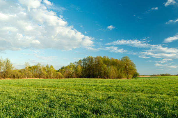 istock Green meadow and forest on the horizon, white clouds on the blue sky 1309583929