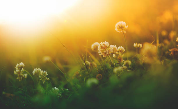 istock wildflowers in meadow during sunset 1309584393