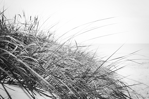 Dune with beach grass on the ocean coastline in close-up. Image modified in vintage retro black and white style