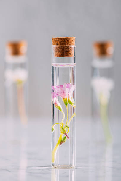 istock Various Herbal Oils With Beautiful Flowers 1309585476