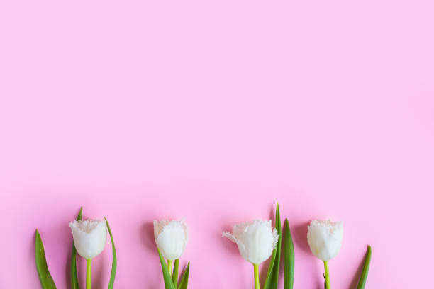 istock Pink tulips on the pink background. 1309585552