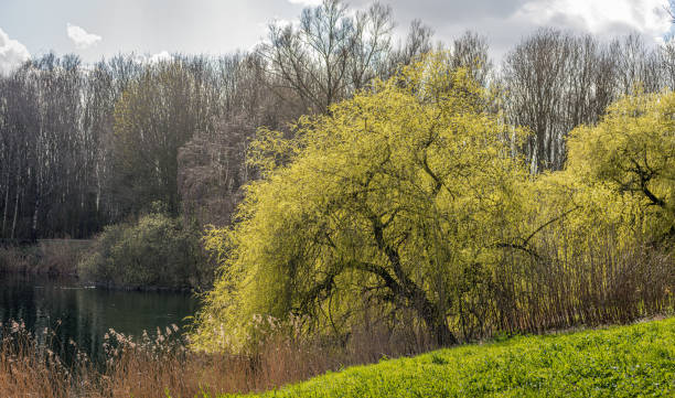 Weeping willow at the edge of the water