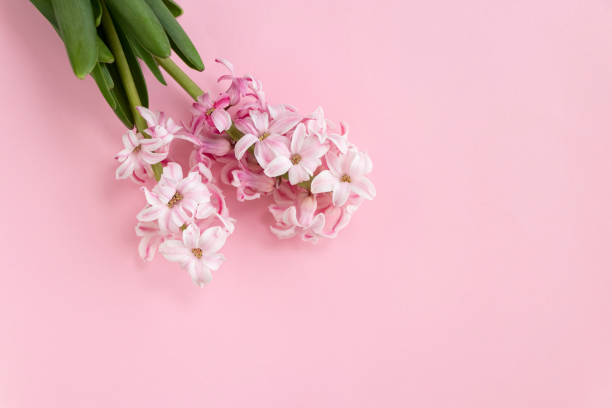 istock hyacinth flowers on pastel pink colors with space for your text. Spring coming concept. Spring or summer background 1309586864
