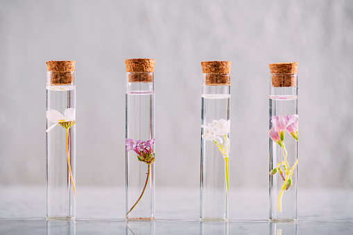 a bouquet of yellow tansy wild flowers in a glass vase standing on a wooden table against the background of a white wall