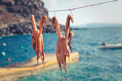 fresh octopus hanging on the rope to dry in greece.