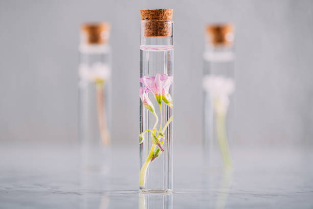 istock Various Herbal Oils With Beautiful Flowers 1309588112