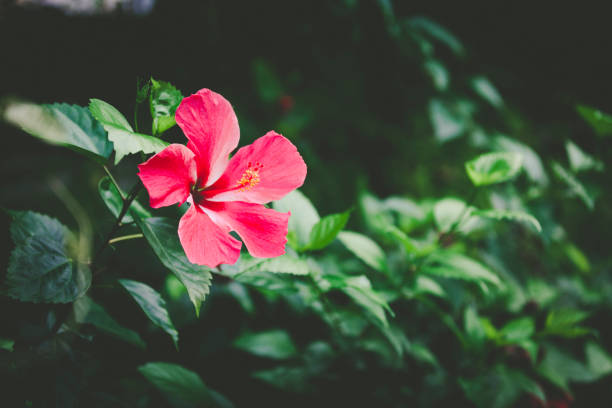 flor de hibisco vermelho - tropical blossom - fotografias e filmes do acervo