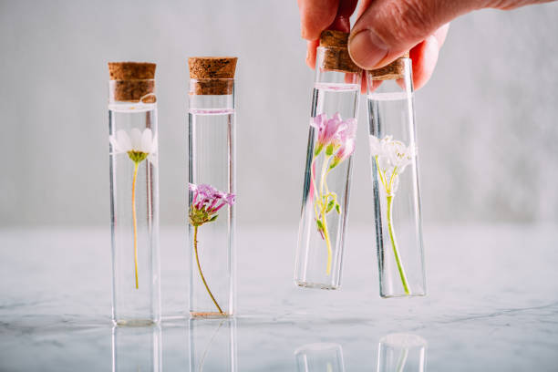istock Various Herbal Oils With Beautiful Flowers 1309588955