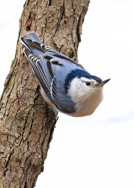 White-breasted Nuthatch sitting on a tree trunk into the forest, isolated on white background, Quebec, Canada
