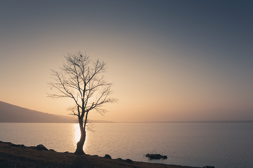 Tree on the shore of lake in misty sunset. Beautiful landscape in South Ural, Russia.