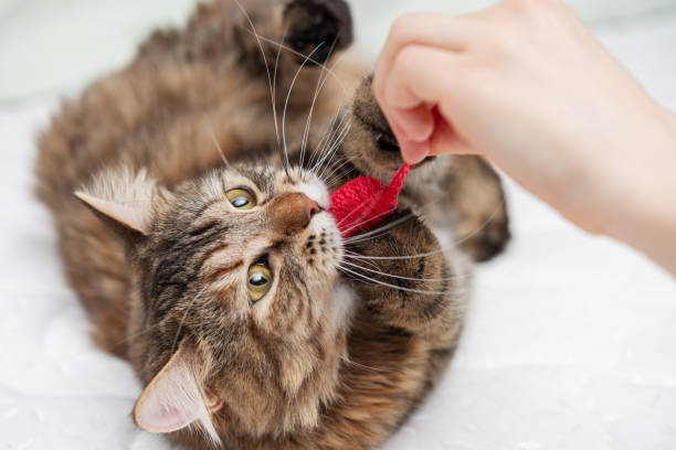 istock The cat clung to the toy with its teeth and claws, close up 1309591663