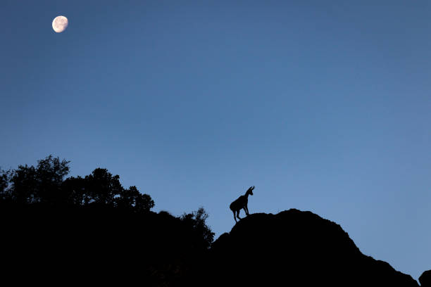 Chamois on a steep rock at dawn