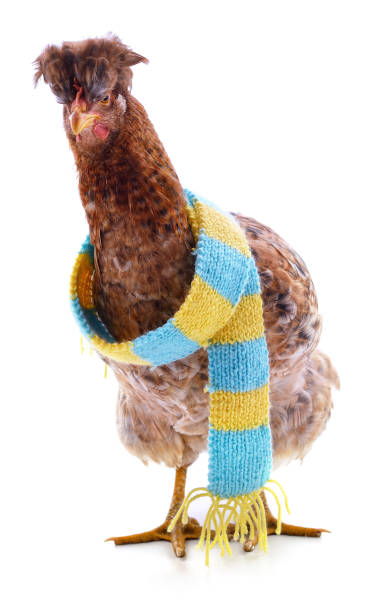 istock Red chicken in a striped scarf. 1309593321