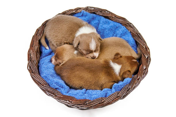 istock Sleeping Chihuahua puppies in basket. 1309593717