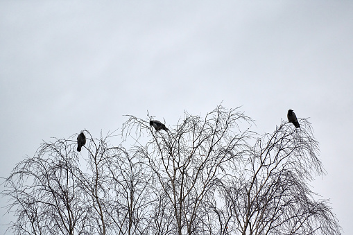 Three crows sitting on tree branches. Third wheel concept. Symbolism of number three. Birds on cloudy sky background.
