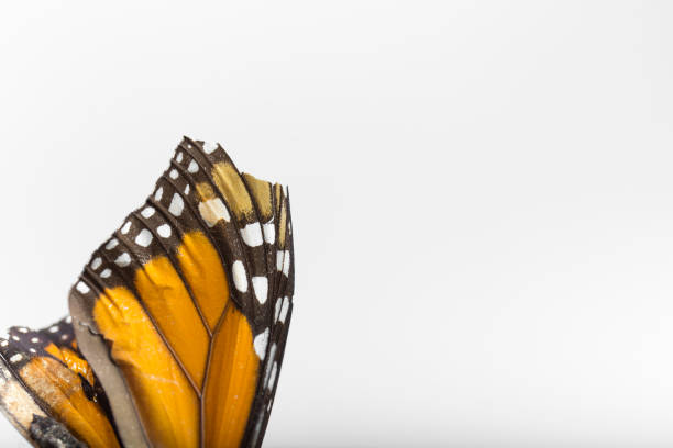 macro des ailes d’un papillon monarque - butterfly monarch butterfly spring isolated photos et images de collection