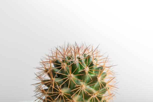 cactus fotografiados en estudio - cactus spine fotografías e imágenes de stock