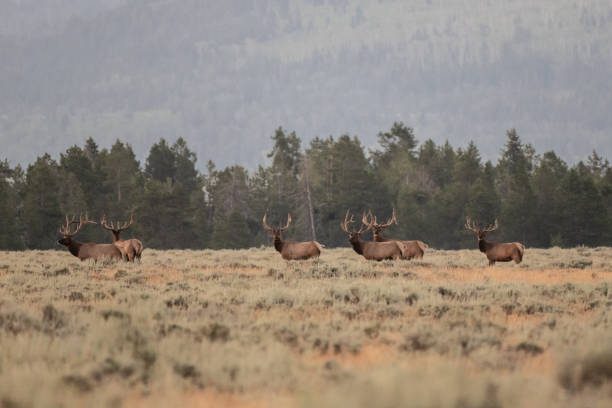 istock Four Elk Bulls Stand At Attention 1309595013