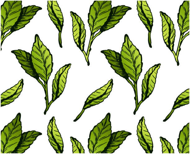 illustrazioni stock, clip art, cartoni animati e icone di tendenza di motivo foglie di tè verde - tea crop spring japanese culture tea