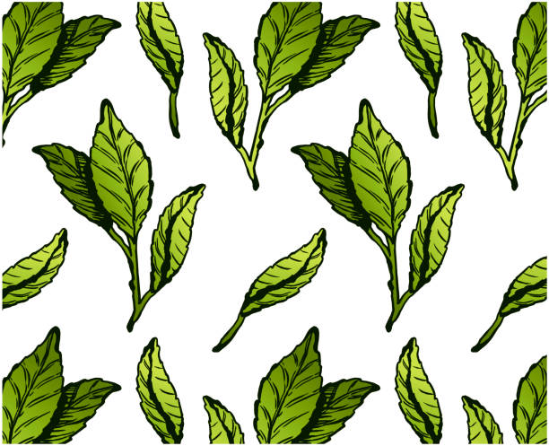 녹차 잎 패턴 - tea crop spring japanese culture tea stock illustrations