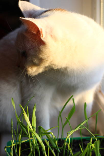 istock White Cat Smelling and Eating young sprouts of spring seedlings with dew drops 1309596468