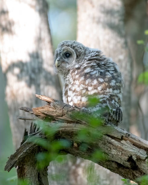 istock Young barred owlet in the woods 1309597421