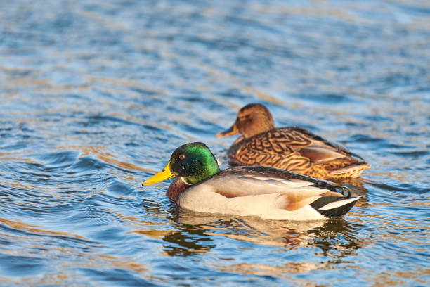 istock Flock of mallard ducks floating in water 1309597483