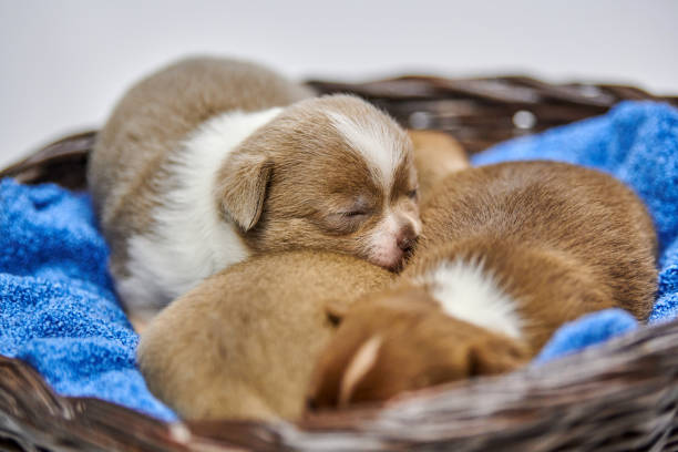 istock Sleeping Chihuahua puppies in basket. 1309597523