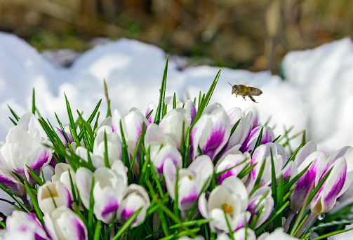 April bee flying to primroses blooming in the snow. Snowdrop flowers bloom in the spring and a flying bee flies over them.
