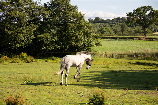 Spring is in the air- fun photo of beautiful grey horse jumping for joy all feet off the floor as it enjoys being out side in field on a spring day .