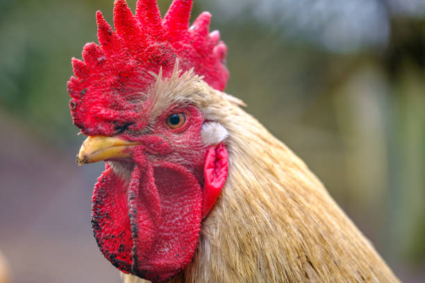 istock portrait of a rooster looking into the camera 1309599483