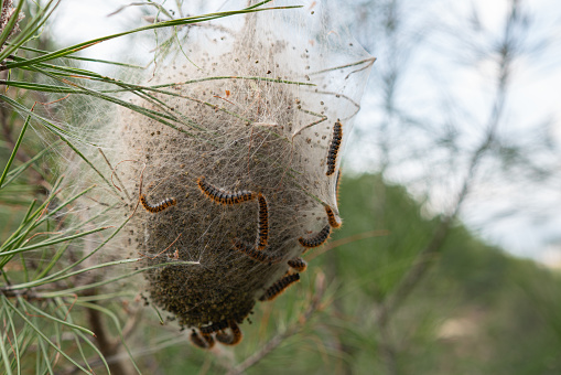 Thaumetopoea pityocampa nest in the pine