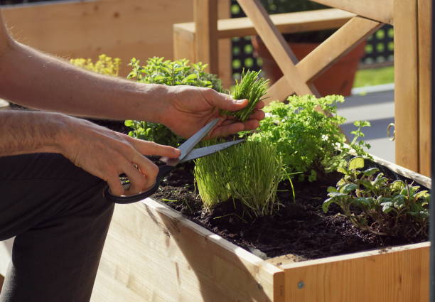 unrecognizable person picking fresh chives from a raised bed on a balcony parsley, thyme, oregano and chives grow in a wooden self built raised bed on a terrace in spring. schnittlauch stock pictures, royalty-free photos & images
