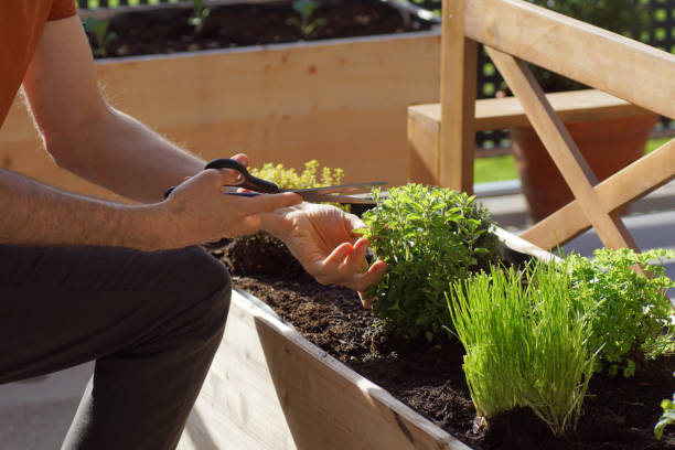 istock unrecognizable person picking fresh herbs from a raised bed on a balcony 1309601705