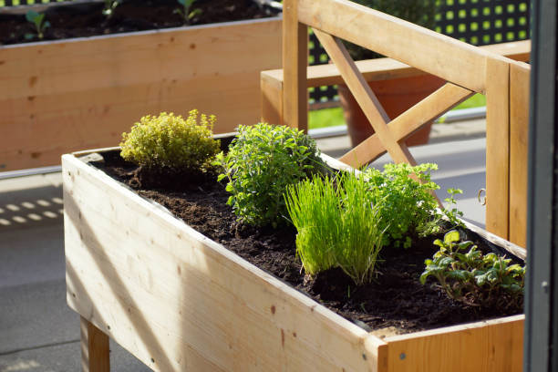Beautiful wooden raised bed with fresh herbs in spring on a terrace. parsley, thyme, oregano and chives grow in a wooden self built raised bed on a terrace in spring. flowerbed photos stock pictures, royalty-free photos & images